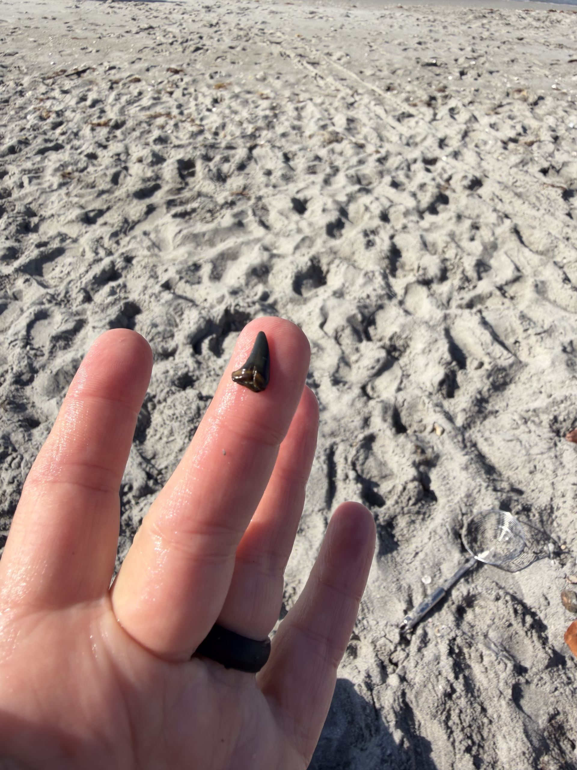 Where to find sharks teeth in Florida